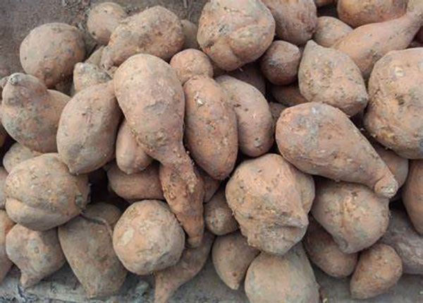 紅薯渣烘干機 紅薯渣烘干機