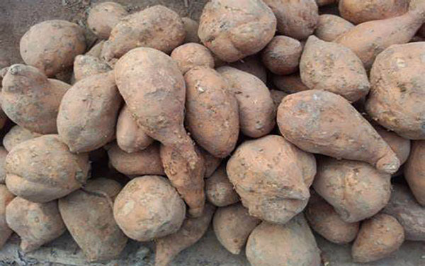 薯渣烘干機如何順利過環(huán)評 薯渣烘干機如何順利過環(huán)評