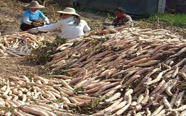 木薯渣烘干的用途有哪些 木薯渣烘干的用途有哪些